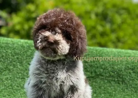 Novo leglo Lagotto romangolo - 2/7