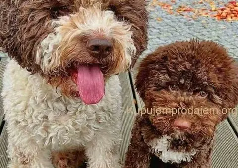 Novo leglo Lagotto romangolo - 3/7