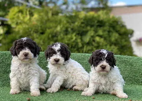 Novo leglo Lagotto romangolo - 4/7