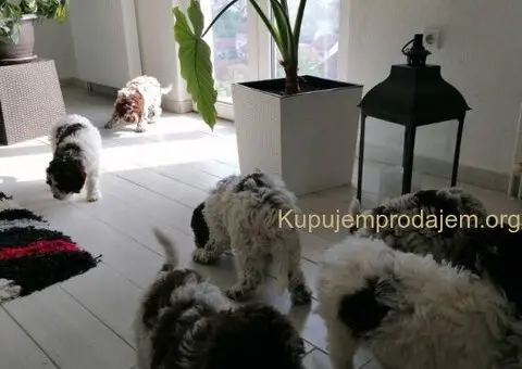 Novo leglo Lagotto romangolo - 5/7