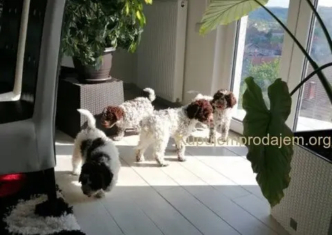 Novo leglo Lagotto romangolo - 6/7
