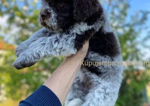 Novo leglo Lagotto romangolo - 7/7