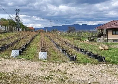 Prodajem kucu sa plantazom Žbevac-Bujanovac - 5/15