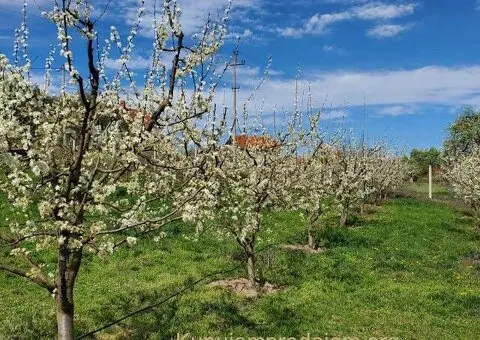 Prodajem kucu sa plantazom Žbevac-Bujanovac - 11/15