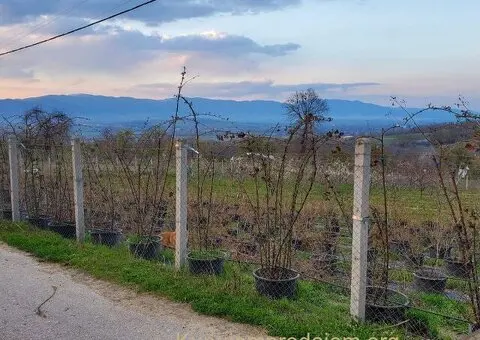 Prodajem kucu sa plantazom Žbevac-Bujanovac - 15/15