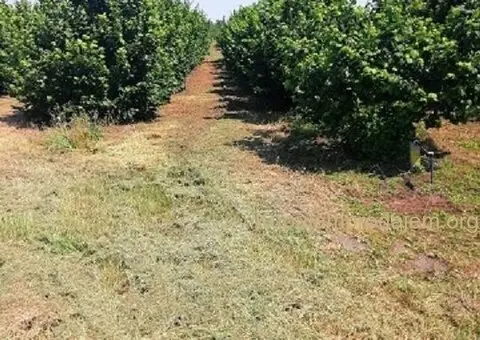 Prodajem zasad lesnika - 1/5