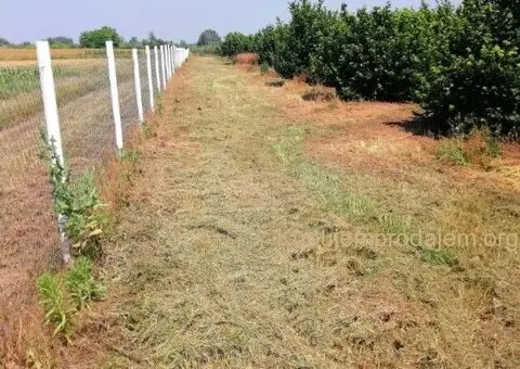 Prodajem zasad lesnika - 2/5