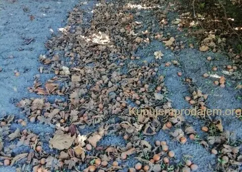 Prodajem zasad lesnika - 5/5