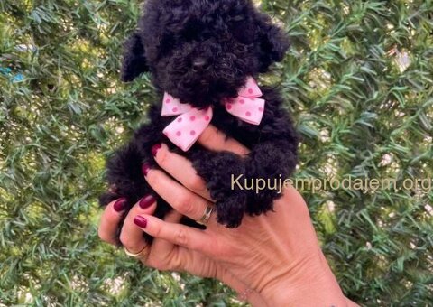 Toy i Mini Pudle stenci - 1/10