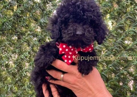 Toy i Mini Pudle stenci - 2/10