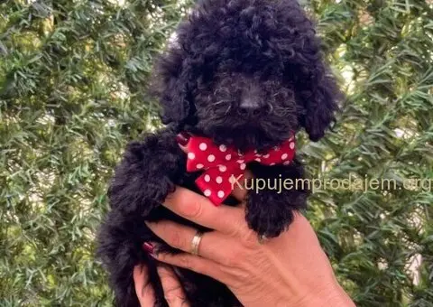 Toy i Mini Pudle stenci - 2/10