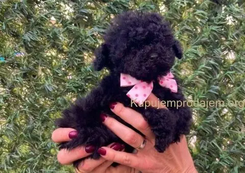 Toy i Mini Pudle stenci - 3/10