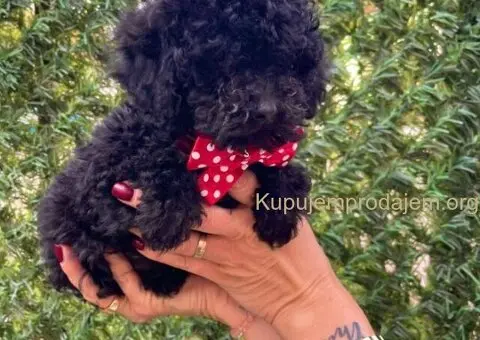 Toy i Mini Pudle stenci - 4/10