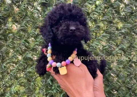 Toy i Mini Pudle stenci - 5/10