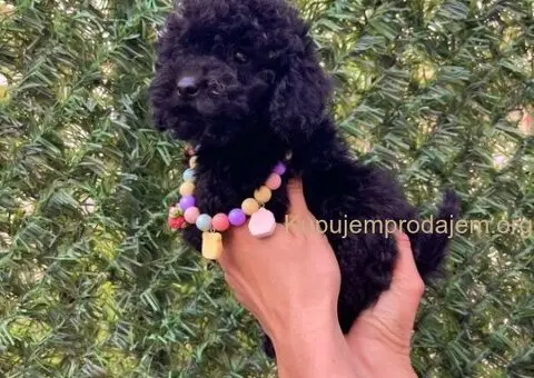 Toy i Mini Pudle stenci - 6/10