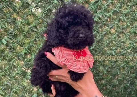 Toy i Mini Pudle stenci - 7/10