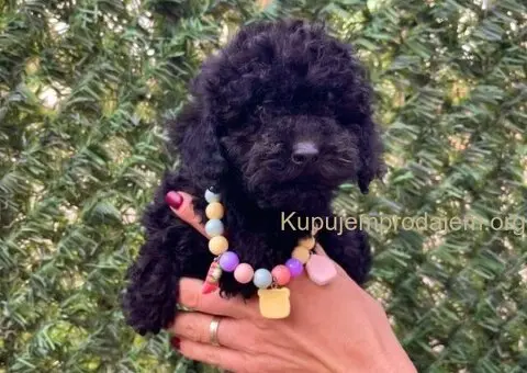 Toy i Mini Pudle stenci - 8/10