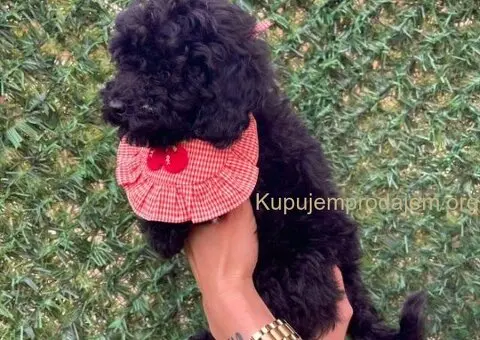 Toy i Mini Pudle stenci - 9/10