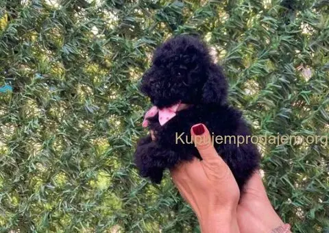 Toy i Mini Pudle stenci - 10/10