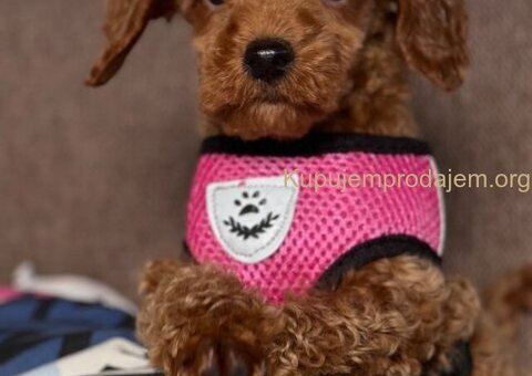 Toy Pudle na prodaju - 1/15