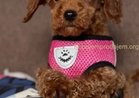 Toy Pudle na prodaju - 1/15