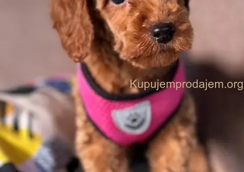 Toy Pudle na prodaju - 2/15