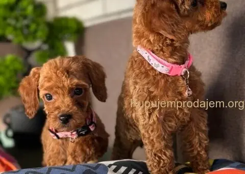 Toy Pudle na prodaju - 3/15