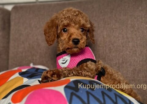 Toy Pudle na prodaju - 4/15