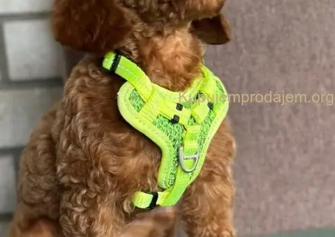 Toy Pudle na prodaju - 5/15