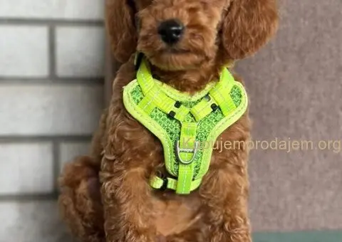 Toy Pudle na prodaju - 6/15