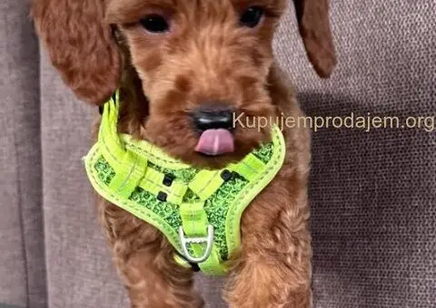 Toy Pudle na prodaju - 7/15