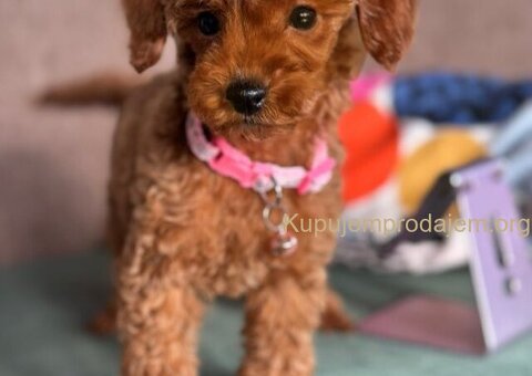 Toy Pudle na prodaju - 8/15