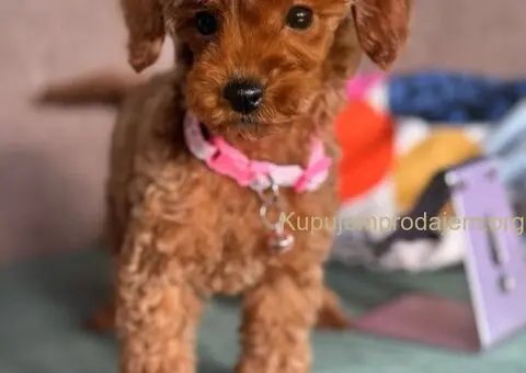 Toy Pudle na prodaju - 8/15