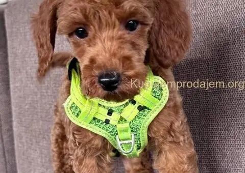 Toy Pudle na prodaju - 9/15