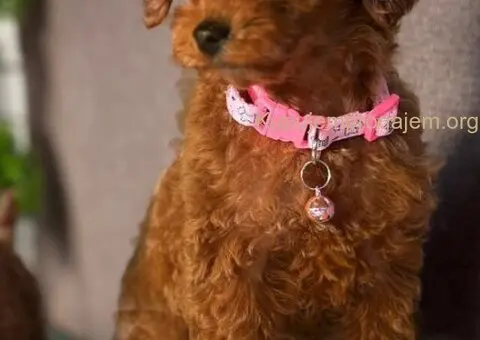 Toy Pudle na prodaju - 10/15