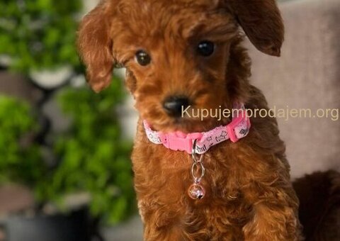 Toy Pudle na prodaju - 11/15