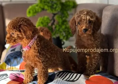 Toy Pudle na prodaju - 12/15