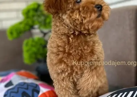 Toy Pudle na prodaju - 13/15