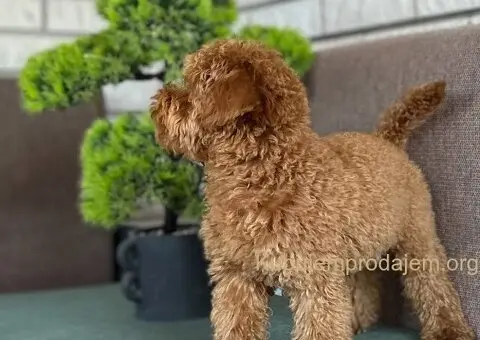 Toy Pudle na prodaju - 15/15