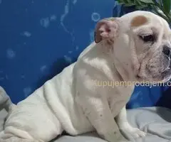 Engleski buldog stene