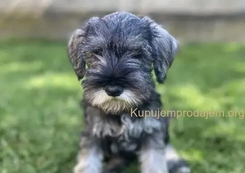 Patuljasti snauceri u ponudi