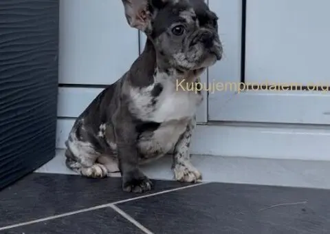 Zenka francuskog buldoga - 1/4