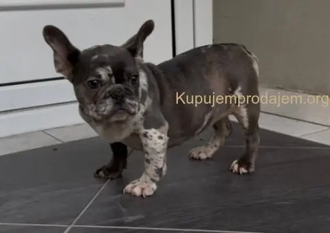 Zenka francuskog buldoga - 2/4
