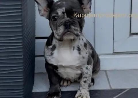 Zenka francuskog buldoga - 3/4