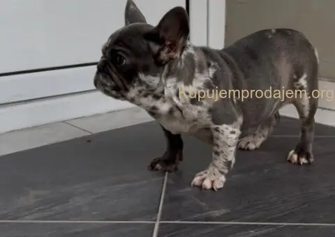 Zenka francuskog buldoga - 4/4