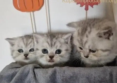 Britanske kratkodlake - 1/5