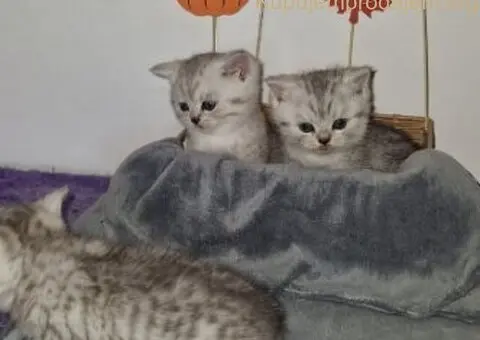 Britanske kratkodlake - 2/5