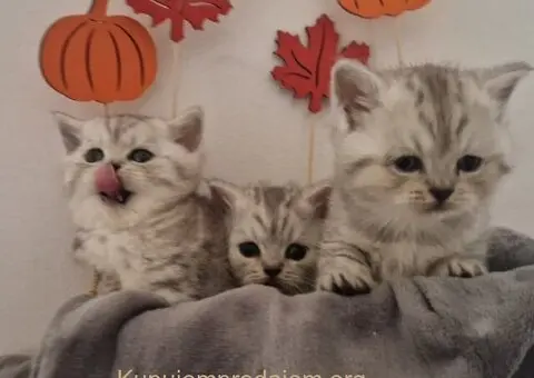 Britanske kratkodlake - 3/5