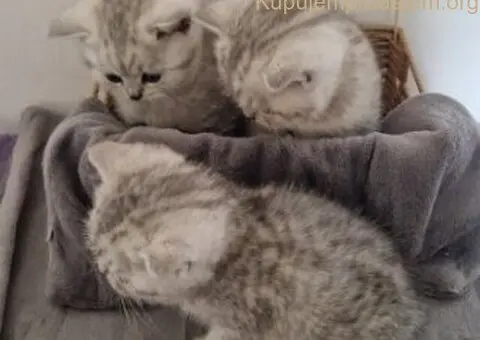 Britanske kratkodlake - 4/5