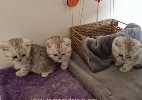 Britanske kratkodlake - 5/5